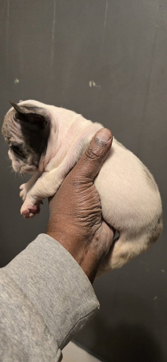 French bulldog puppies 2months old image 2