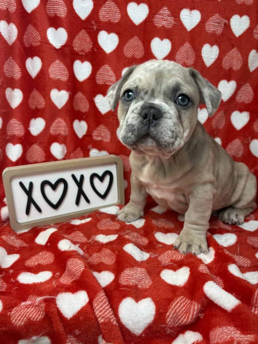 French bulldog image 4