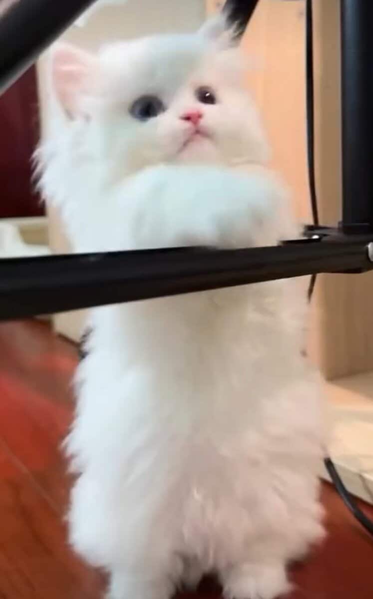 Dollface Persian Kitten image 6