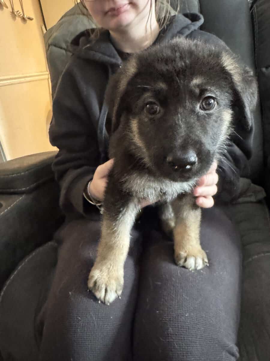 Anatolian/german shepherd mix image 5