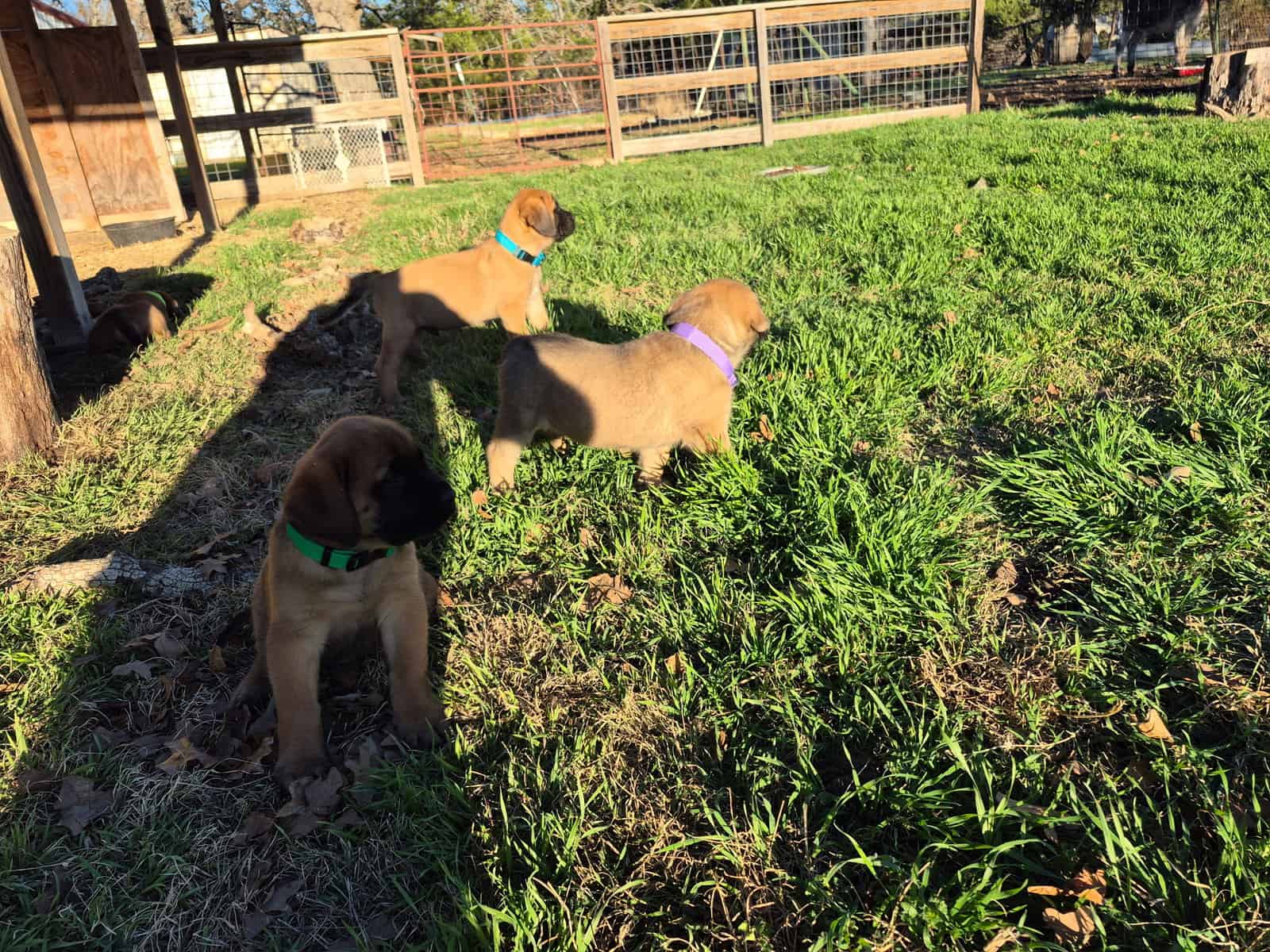 English mastiff image 6
