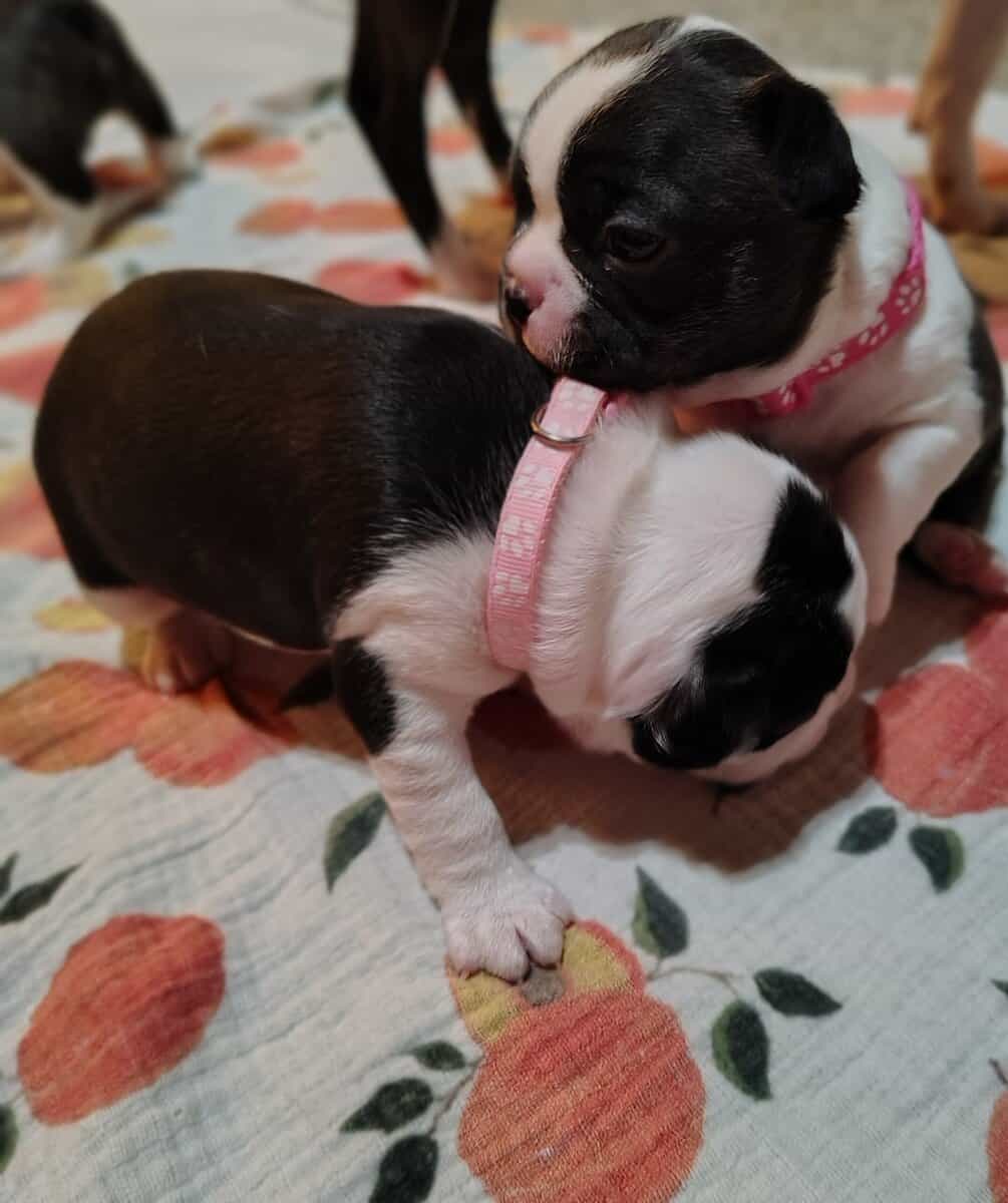 AKC Boston Terriers image 3