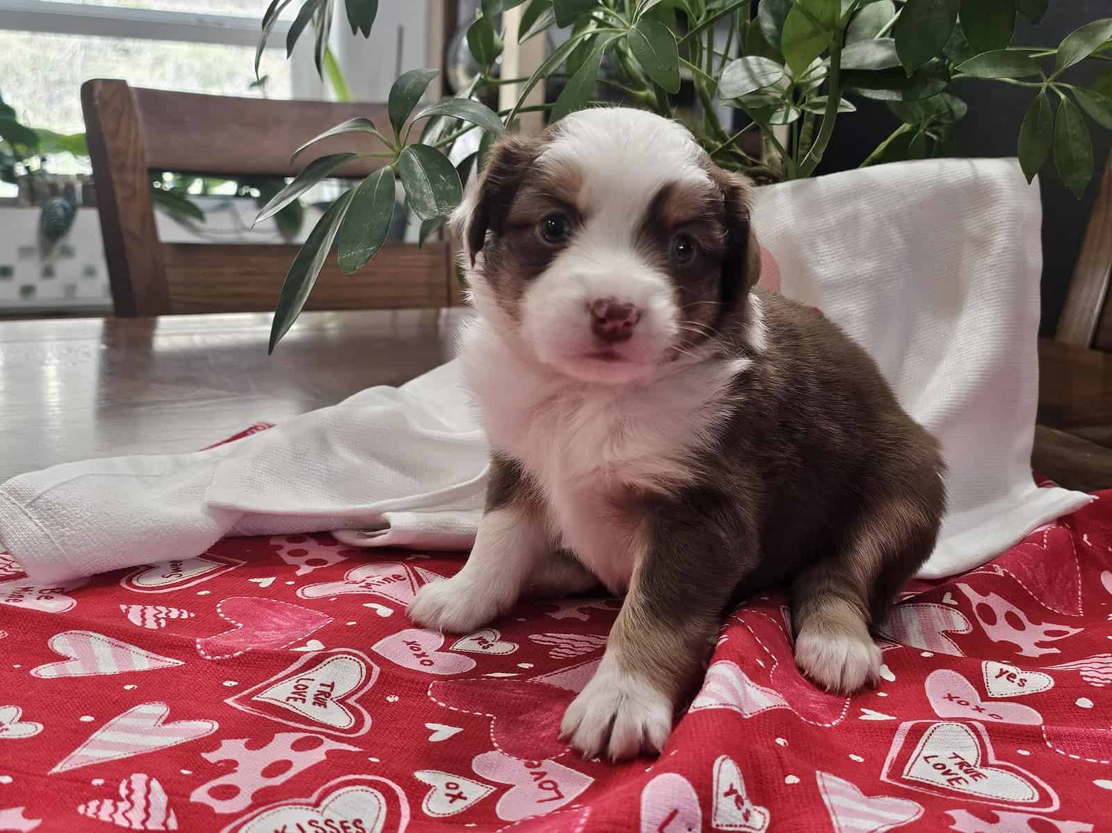 Mini Aussie Puppies image 2