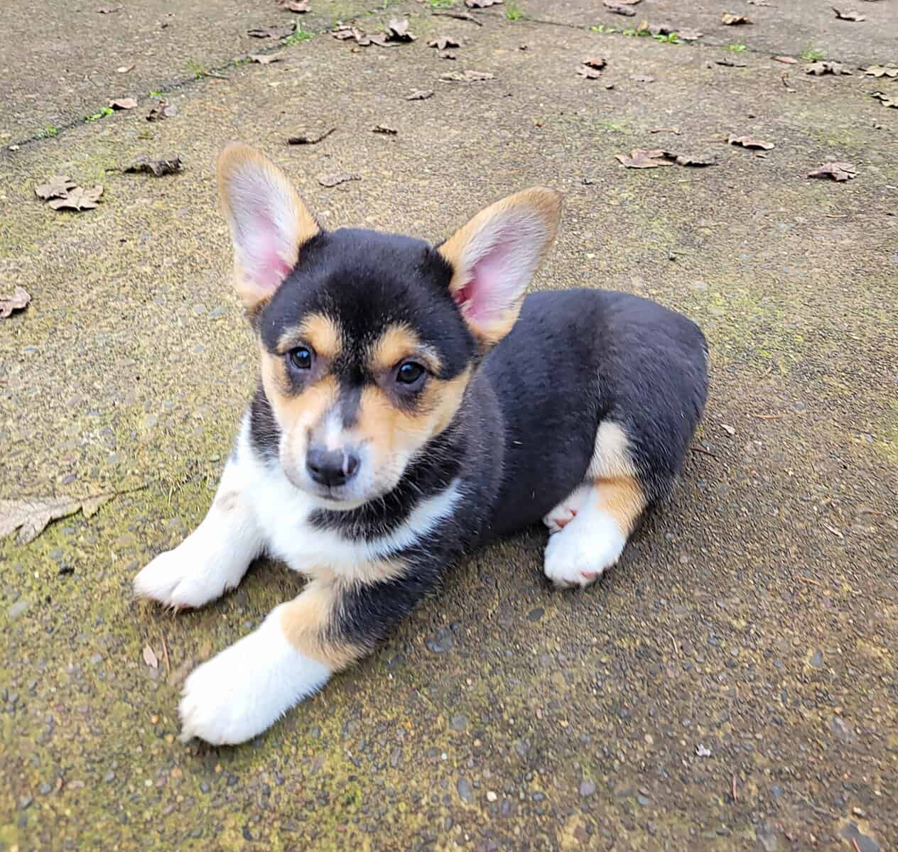 Fun Loving Corgi Puppies Ready for Their New Homes image 1