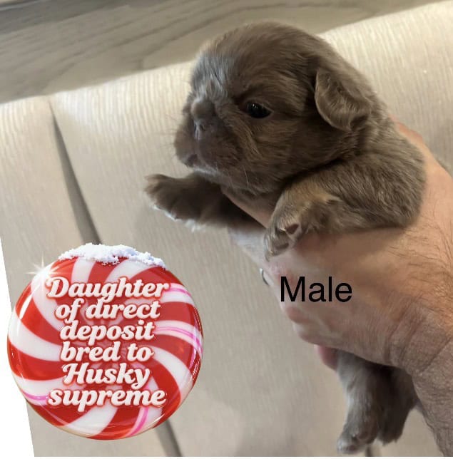 AKC male fluffy pup image 5