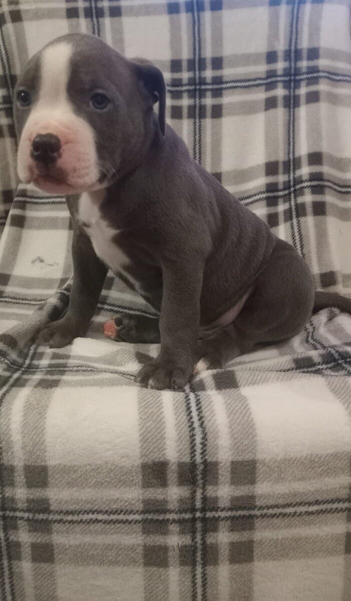 🐶 Warning: Cuteness Overload Ahead 🐶 image 3