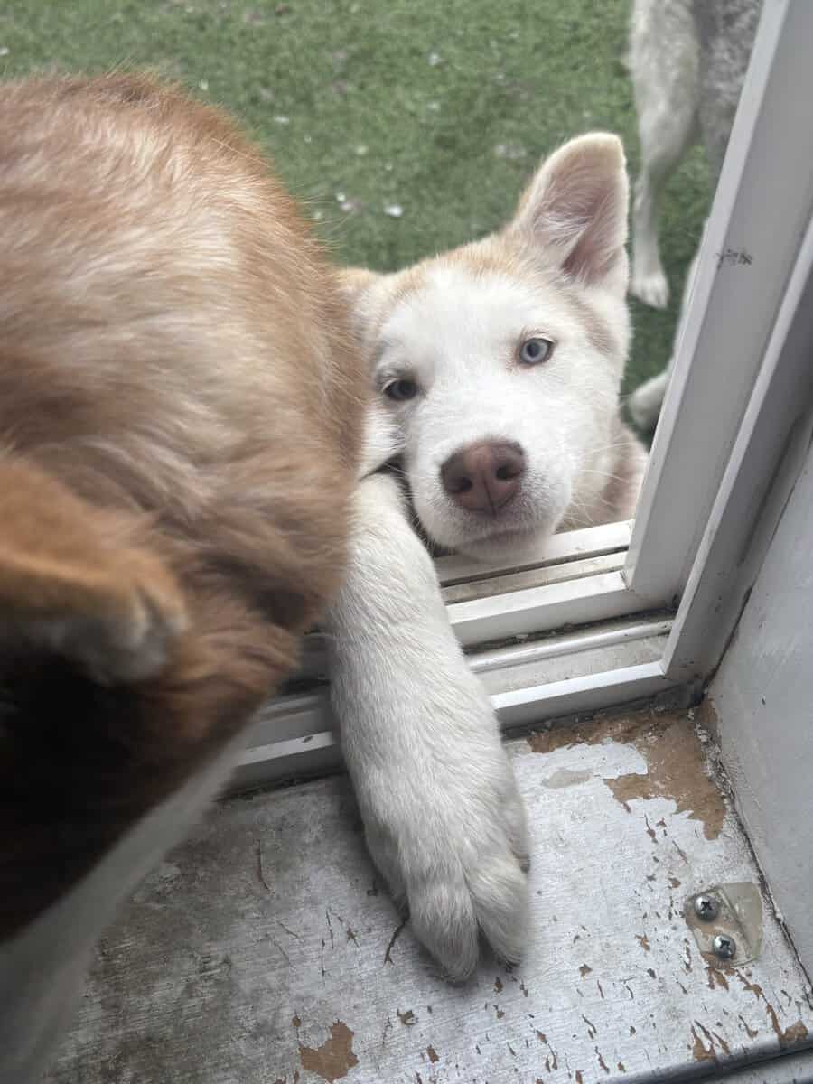 6 month husky image 3