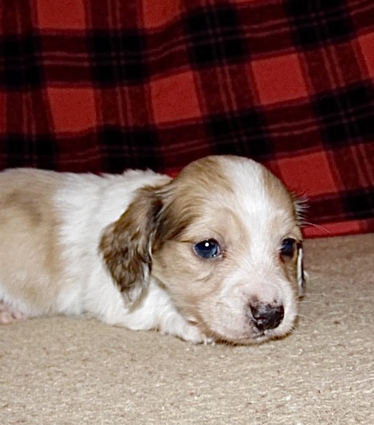Dachshund Mini AKC English Cream Piebald Dapple image 1