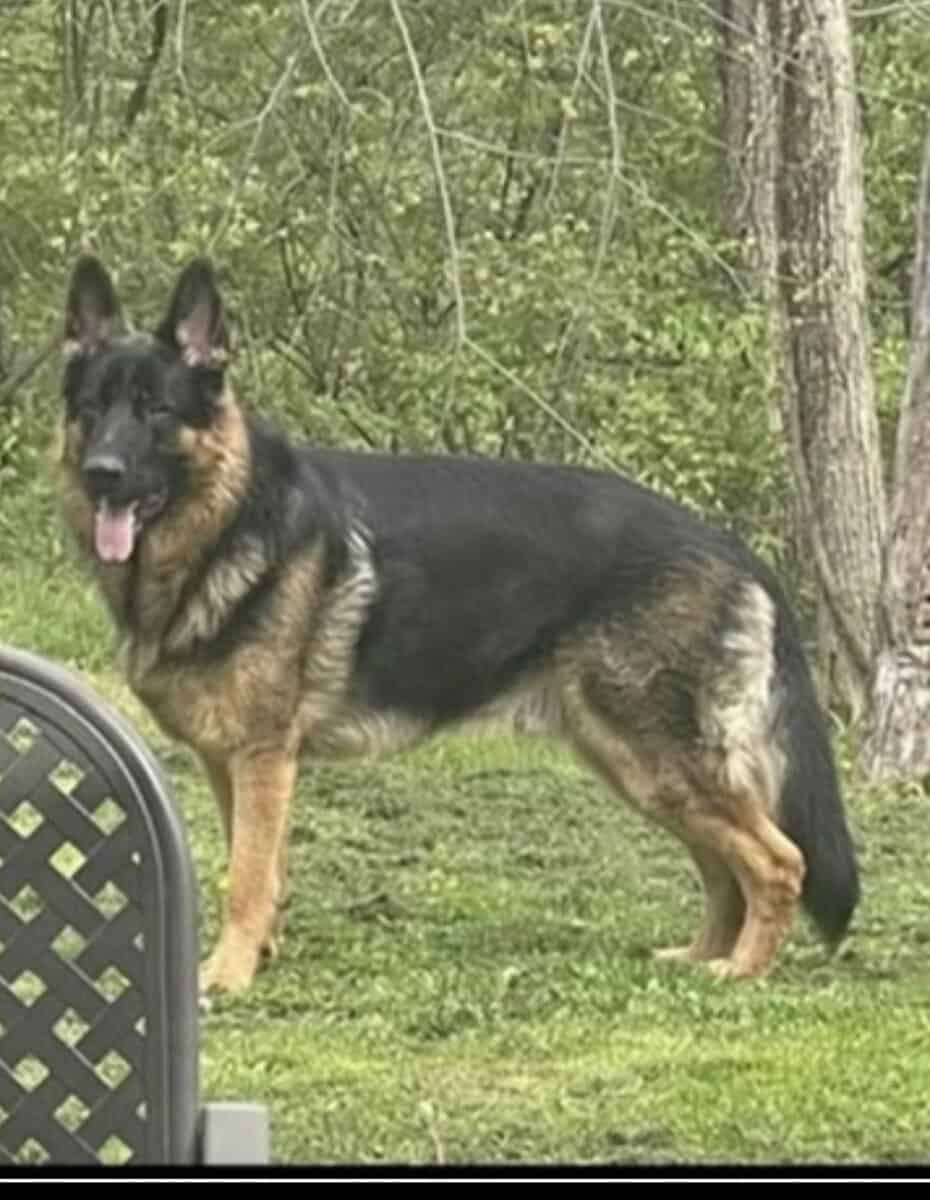 German Shepherd puppies image 8