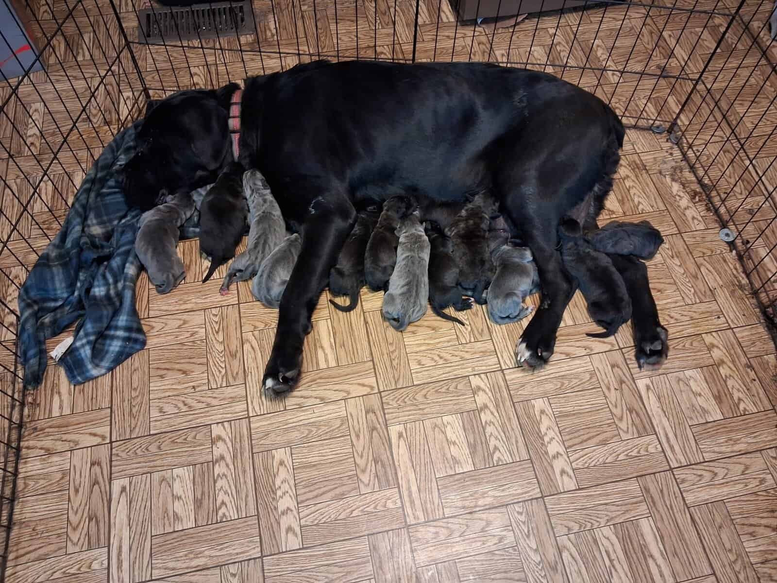 Puppies for sale image 1