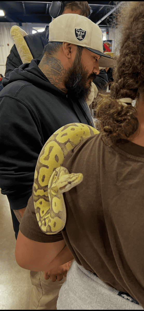 Ball Python and accessories image 3