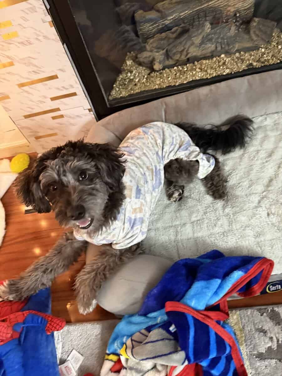 Adorable Aussiedoodle image 6