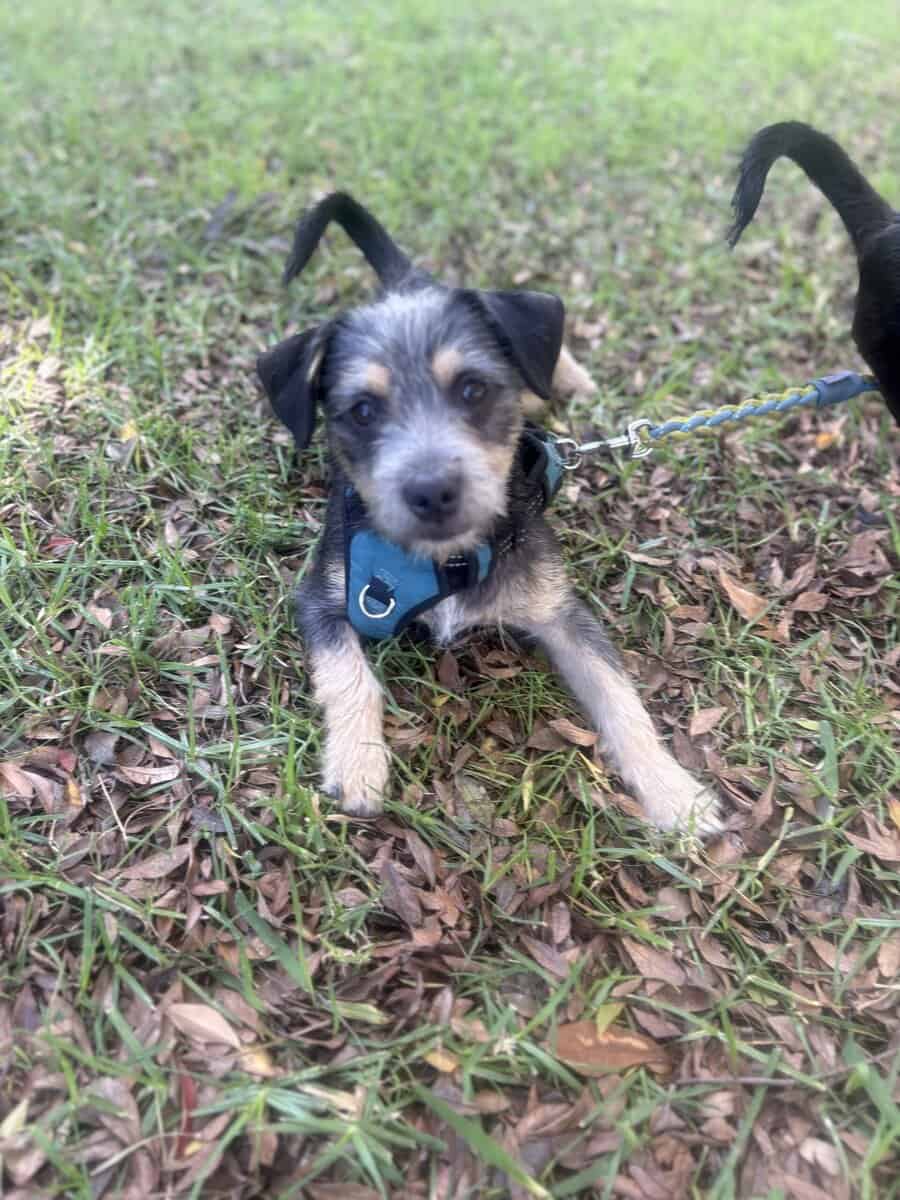 Minature Schnauzer/Terrier Mixed Puppies $400 image 9
