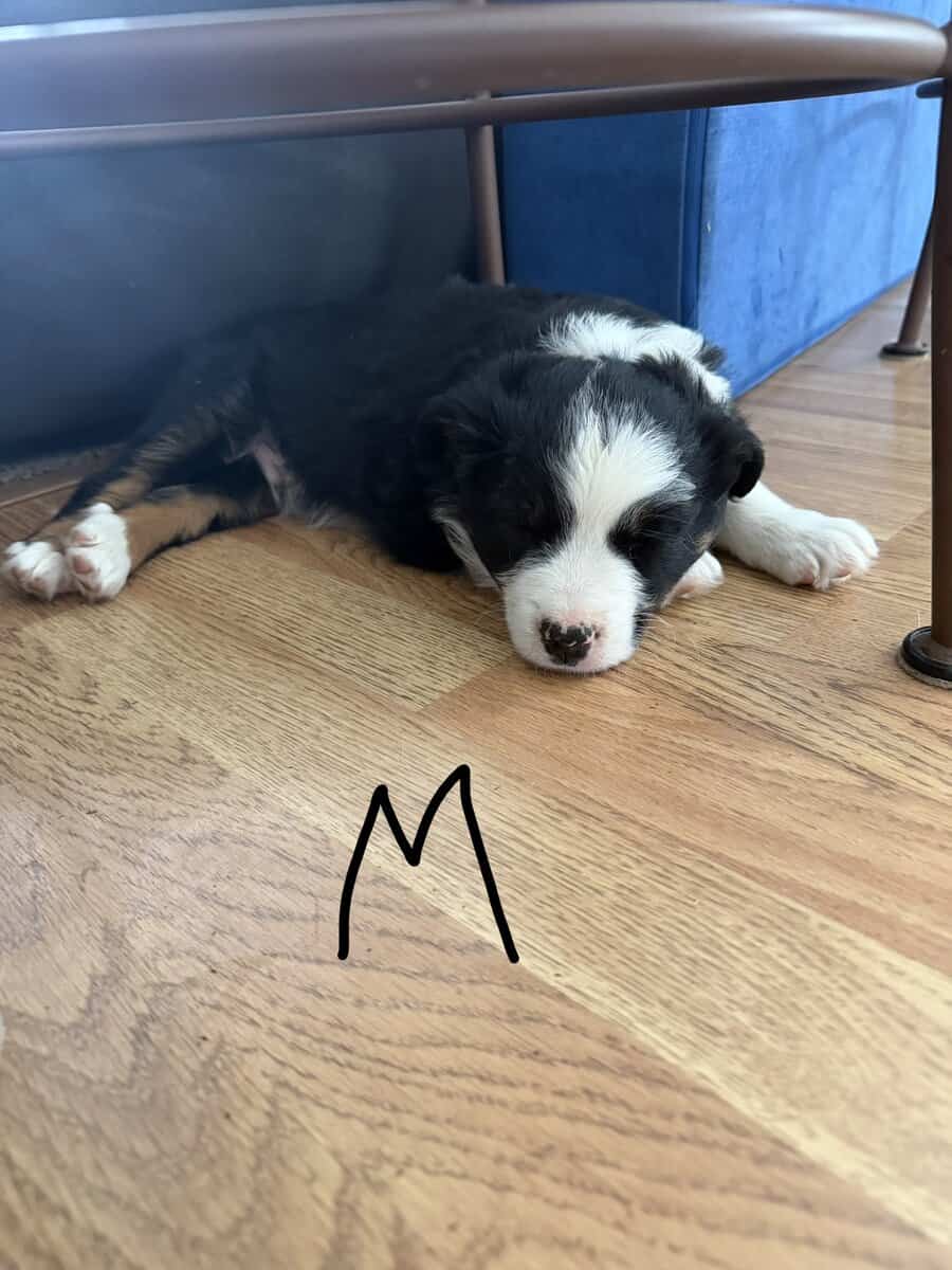 Mini Aussie puppies image 2