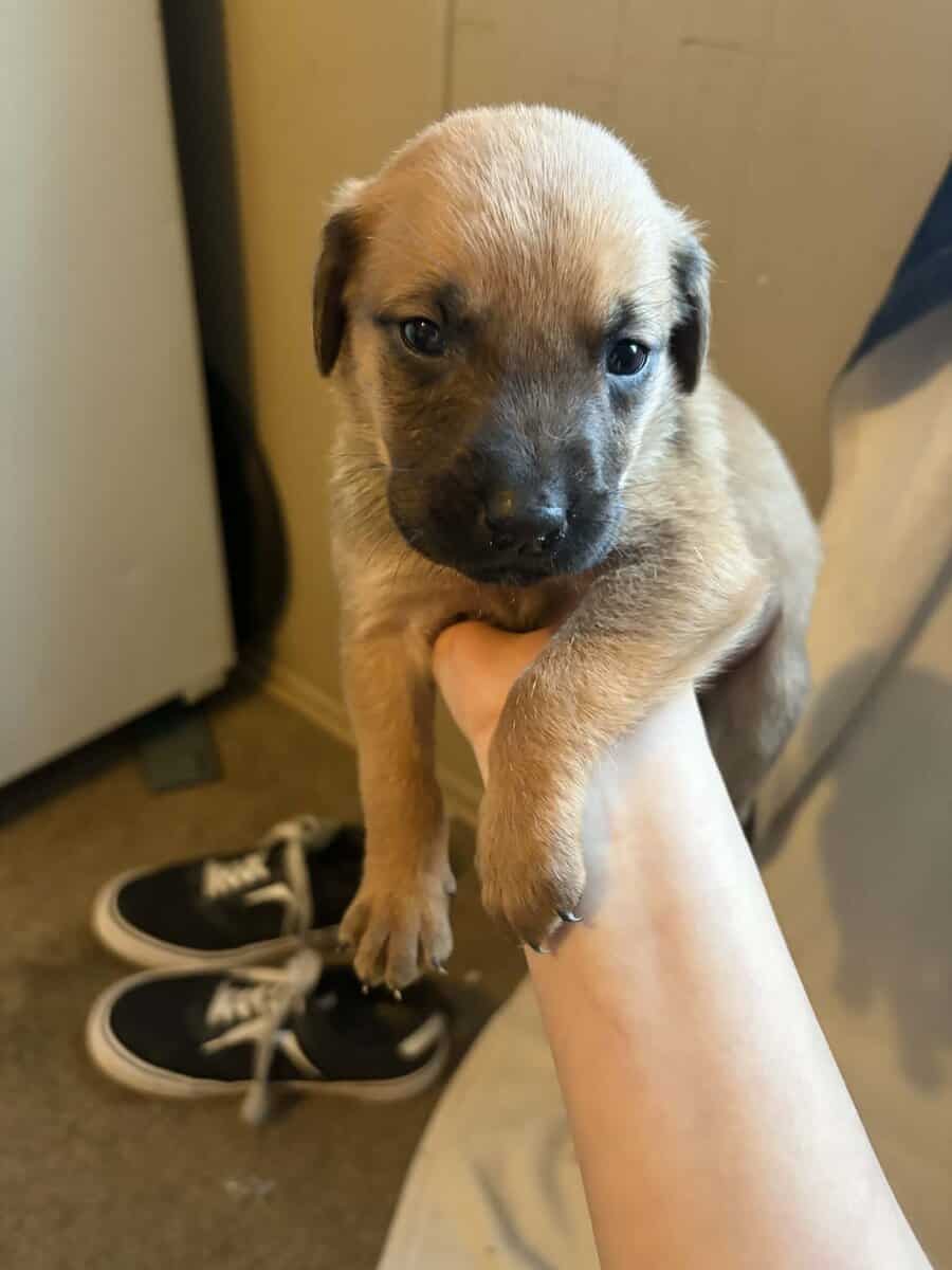 Black lab mix puppies image 4