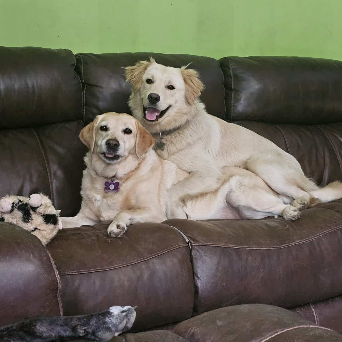 Golden retriever Mix image 4