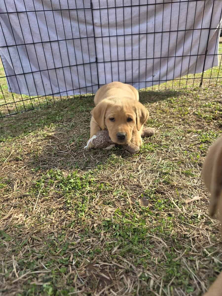Yellow labs image 3