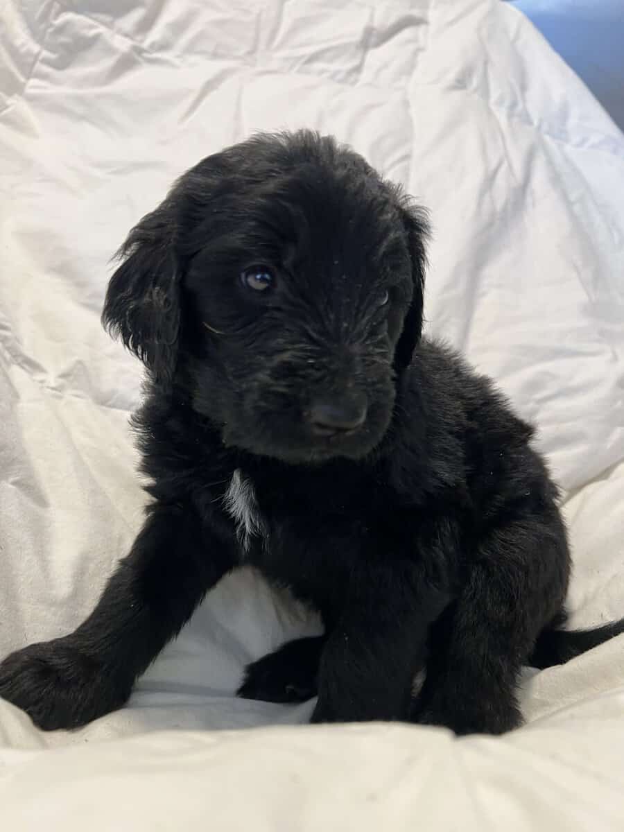 Bernedoodles F1b Southwest image 8
