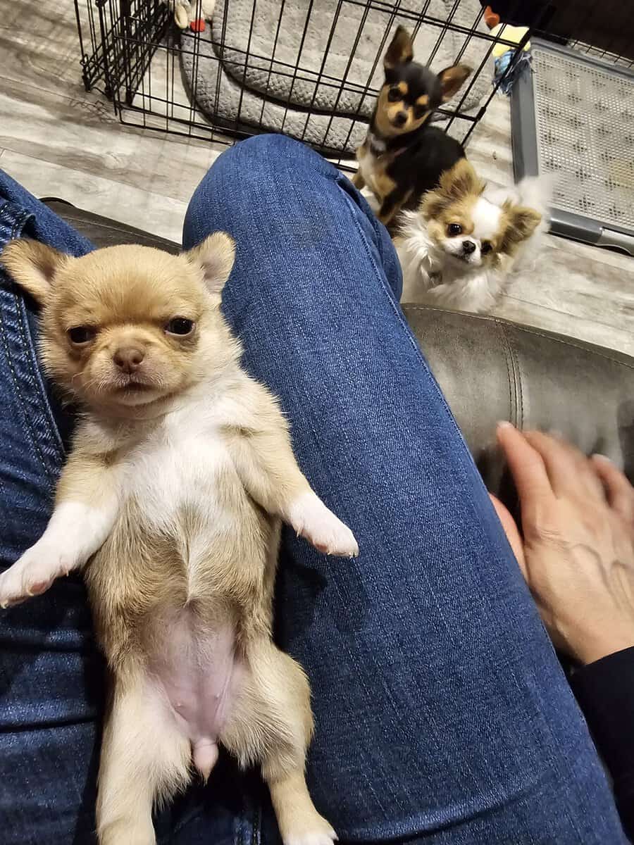 Babydoll face apple head Chihuahuas image 2
