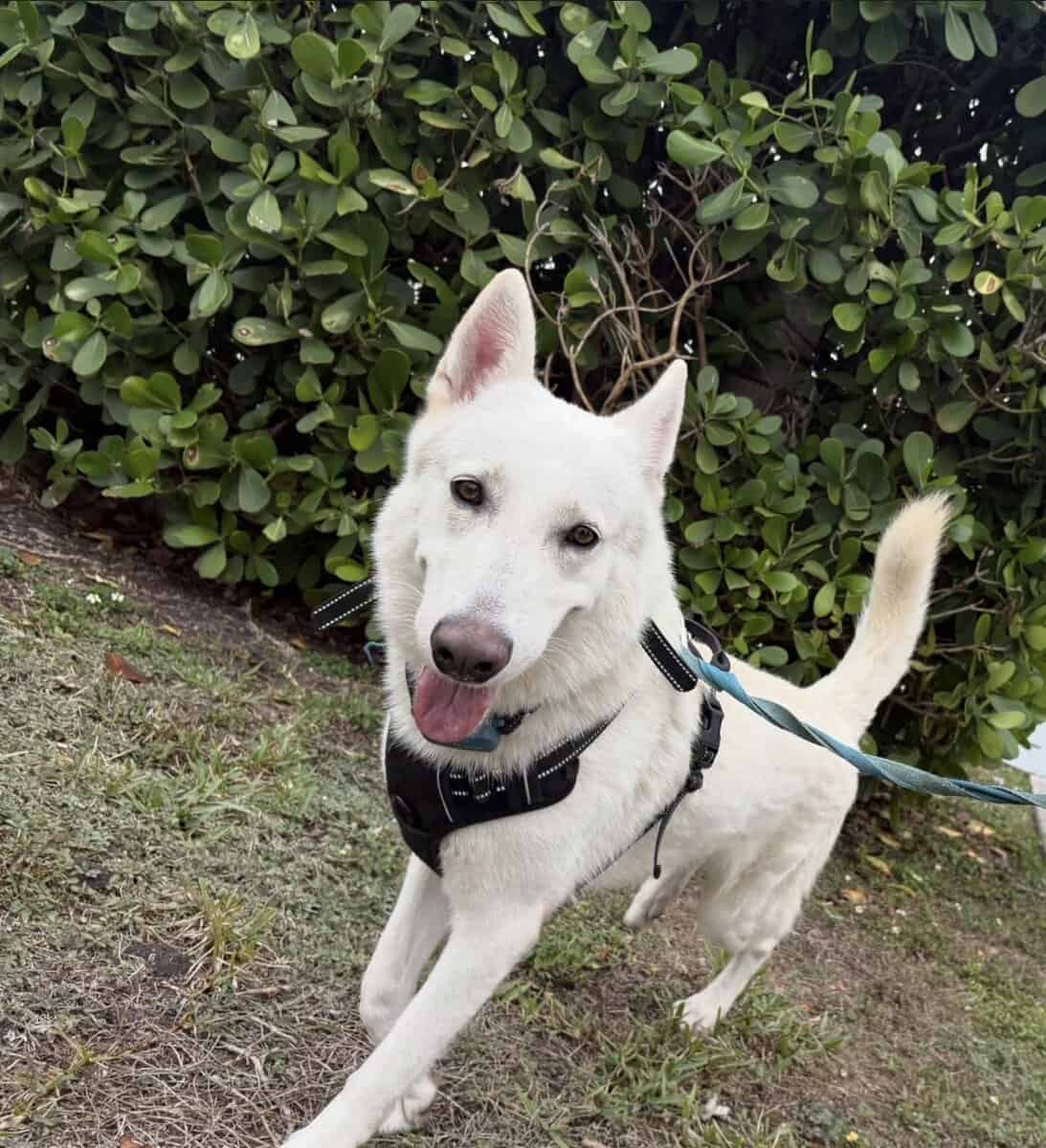 White Swiss Shepherd l image 1