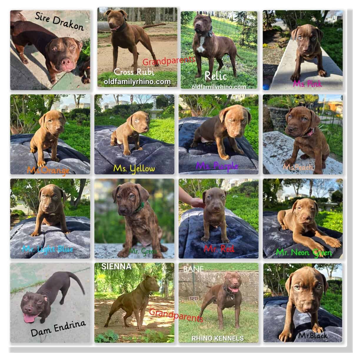 Red Nose American Pit Bull Terrier puppies image 3