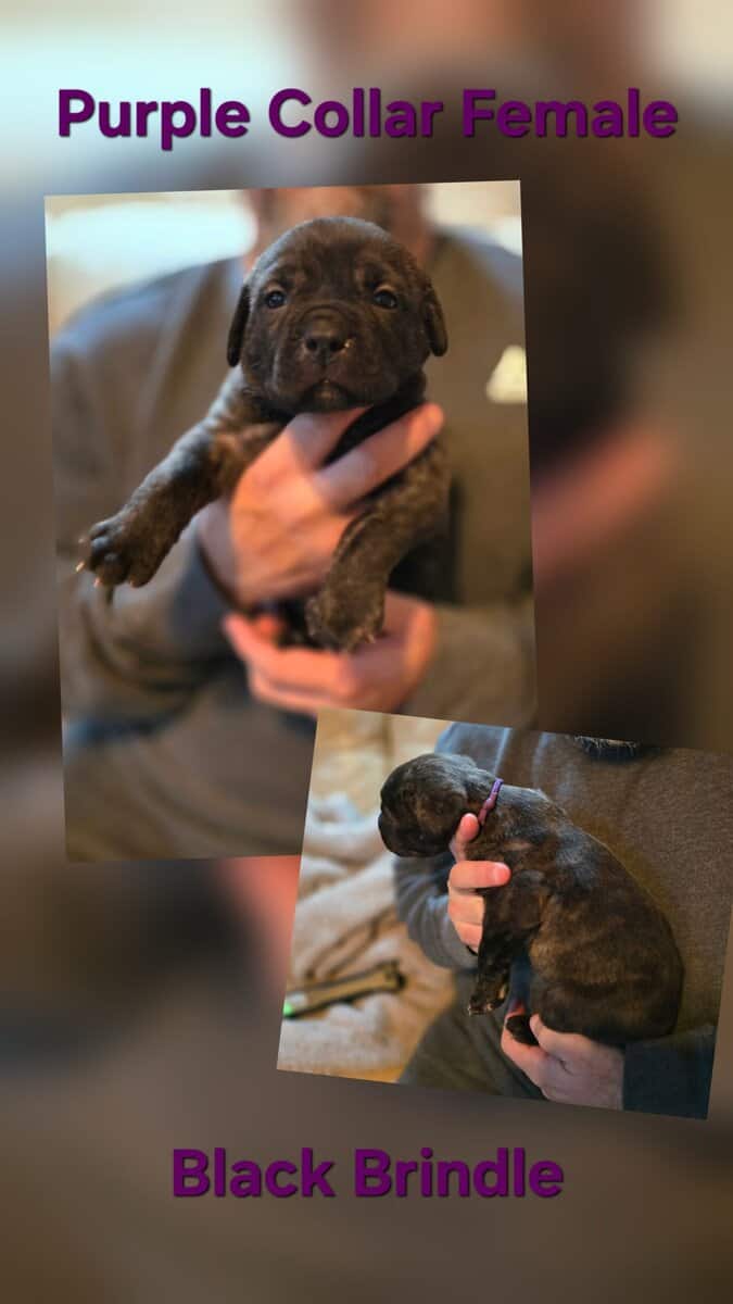 Cane Corso Puppies Available image 3