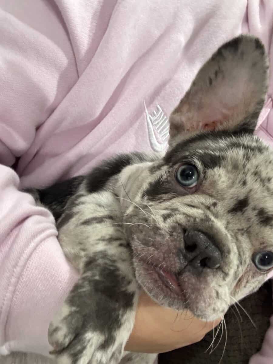 French bulldog blue merle image 2