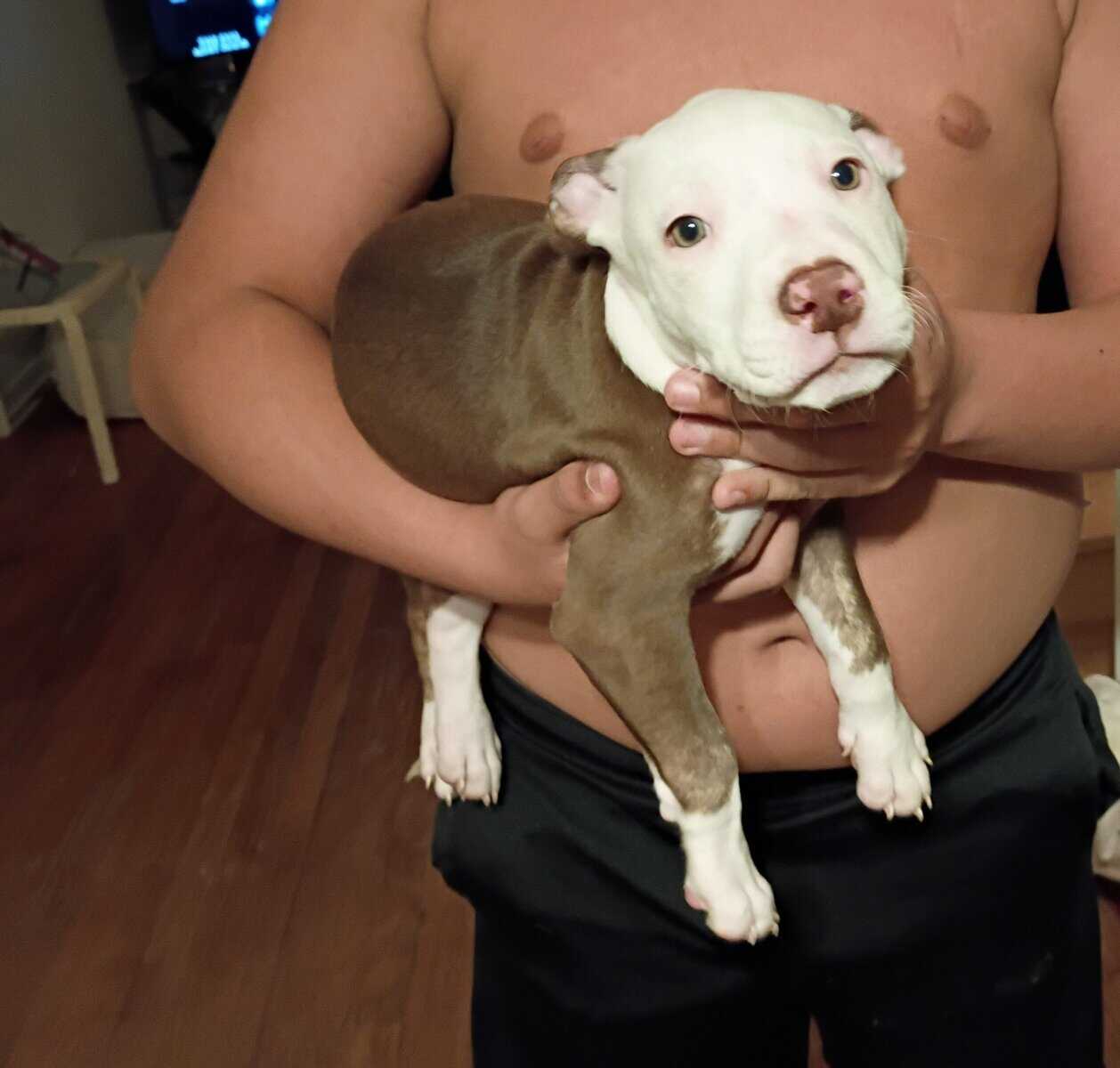 adorable pit bull puppies image 2