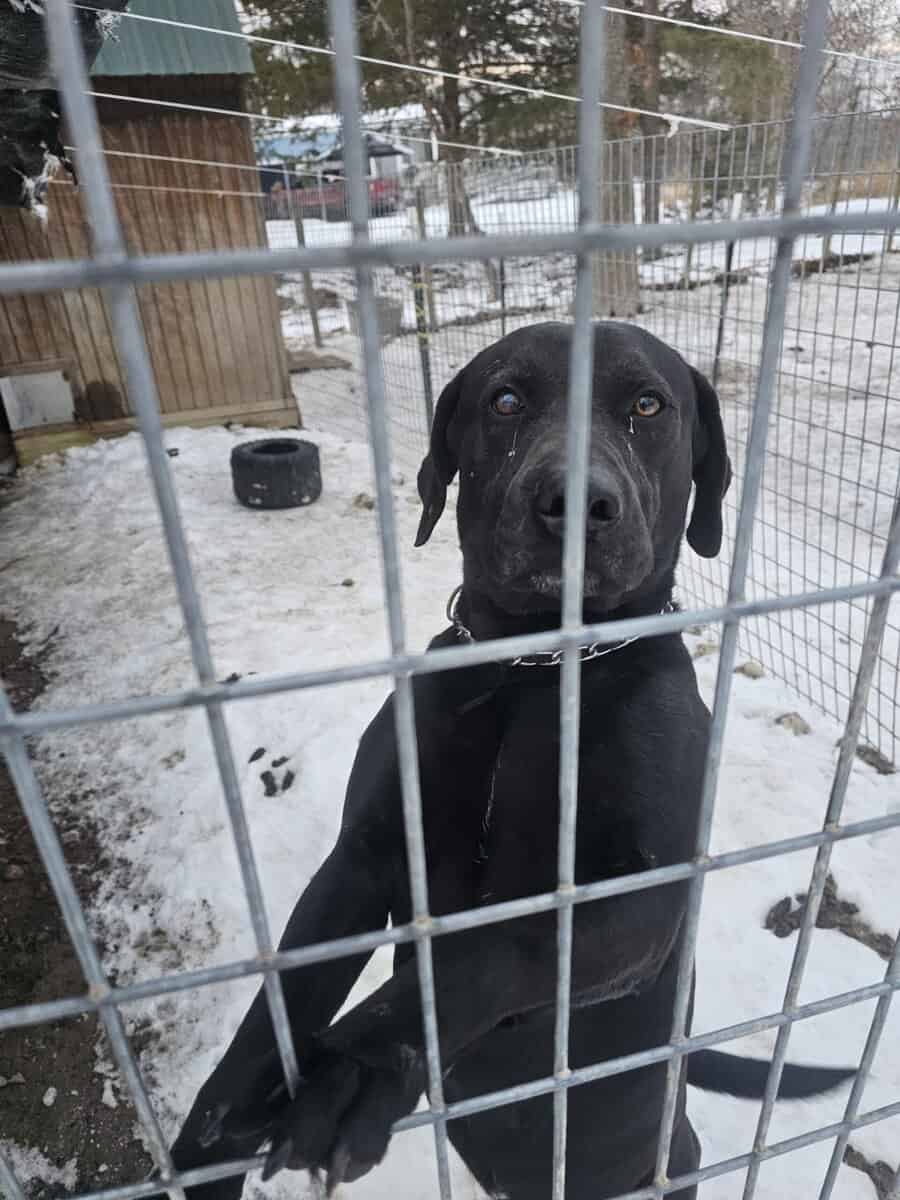 Labrador and Pit mix puppies desperate for homes image 22