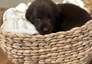 Full Breed Female Chocolate Labrador Retriever