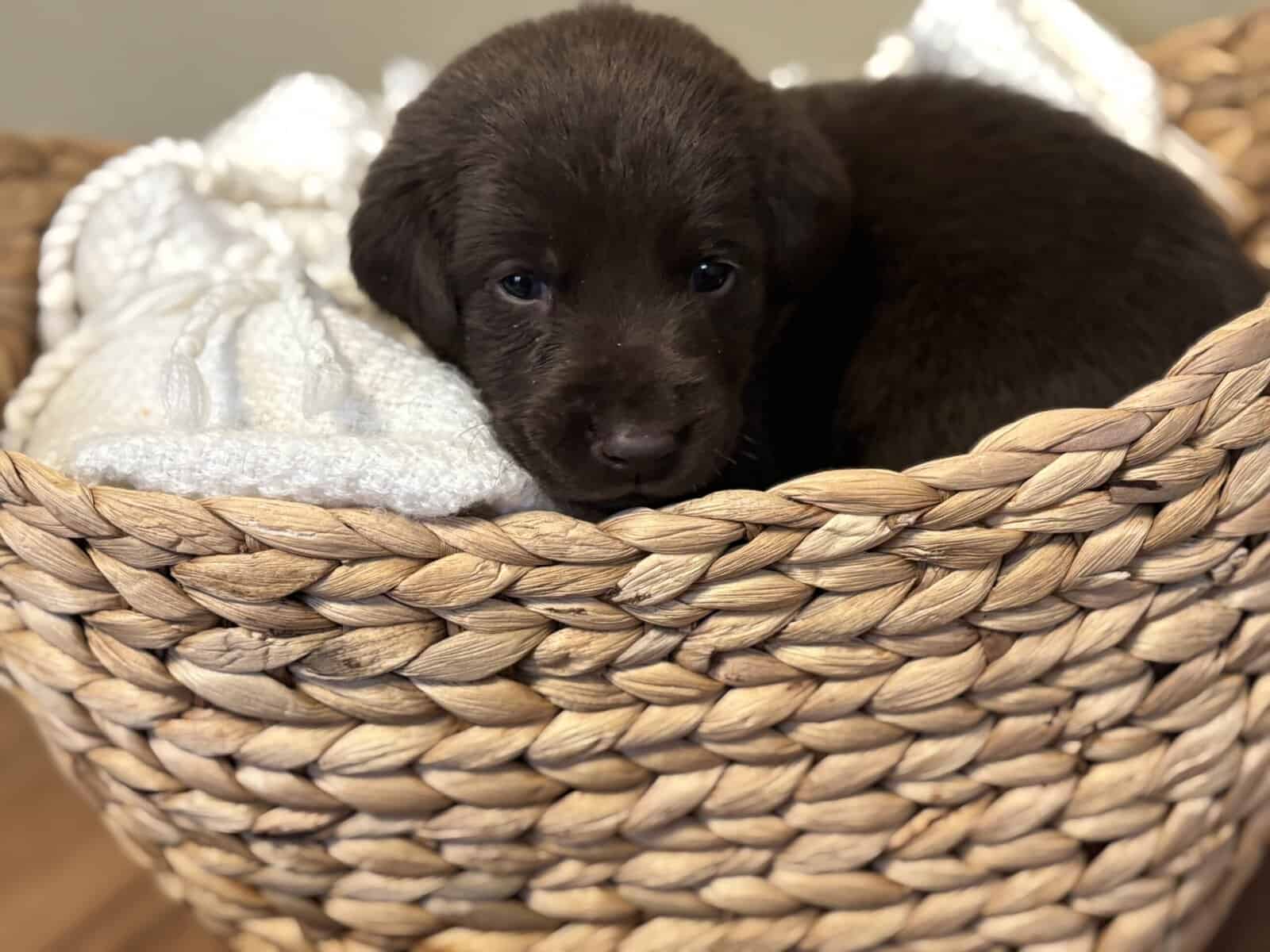 Full Breed Female Chocolate Labrador Retriever image 1