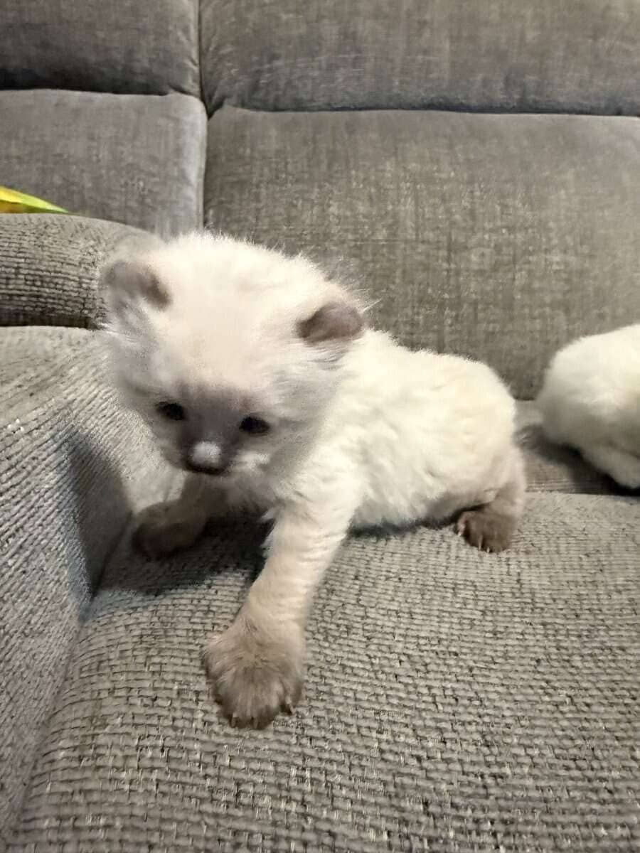 Highlander kittens image 13