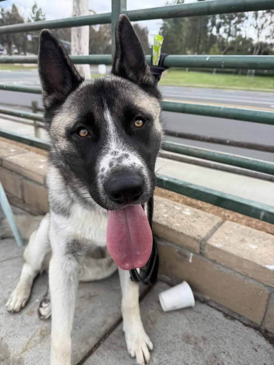 Husky Akita Mix image 6