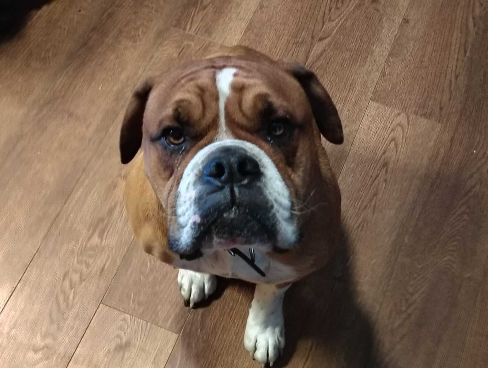 Mack, 3 years old, fully housetrained. image 1