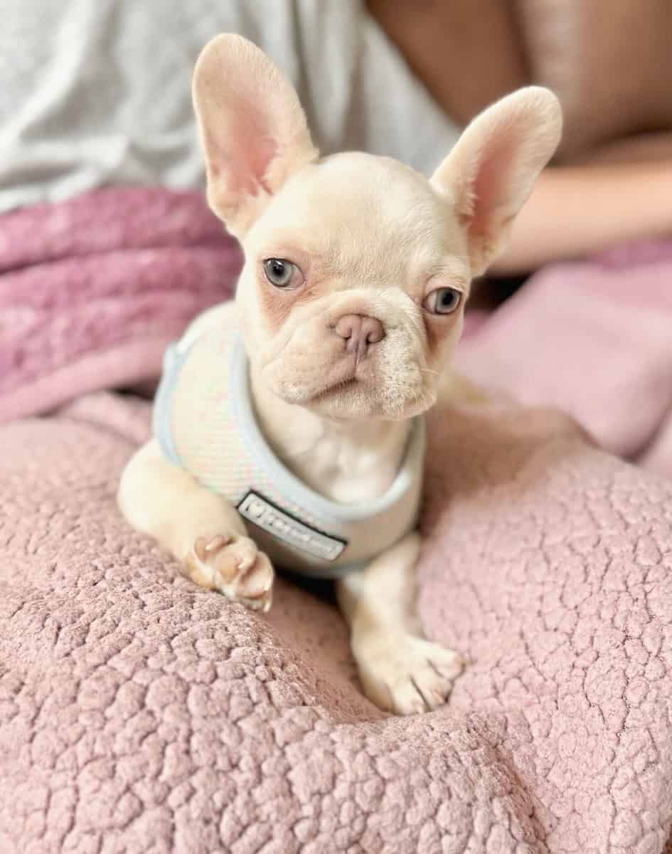 Male French Bulldog image 3