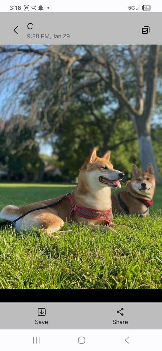 Beautiful purebred Shiba Inu puppies available image 1