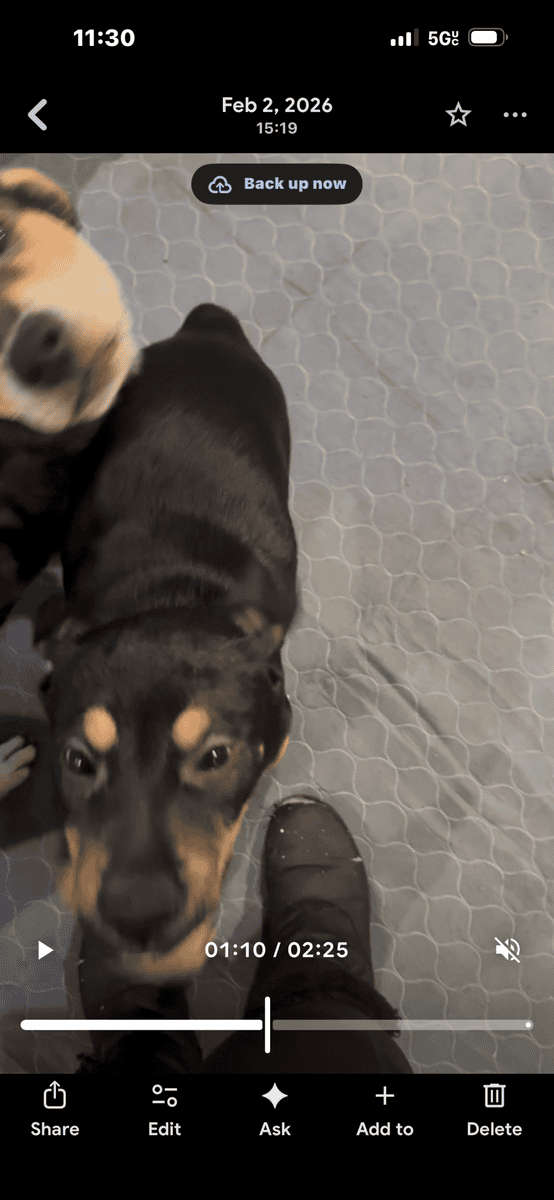 Rottie/Pointer mix puppies-free image 4