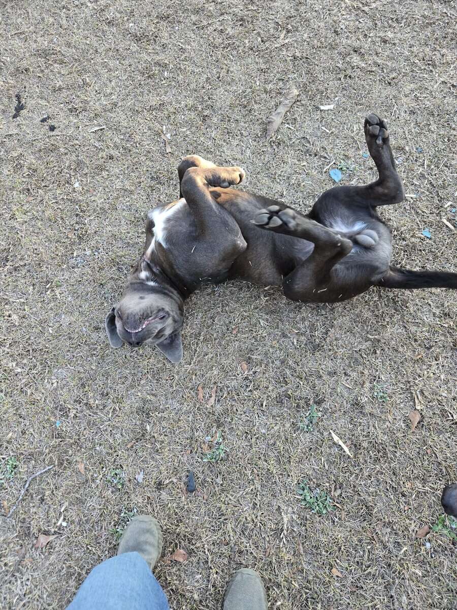 Huge cane corso image 5