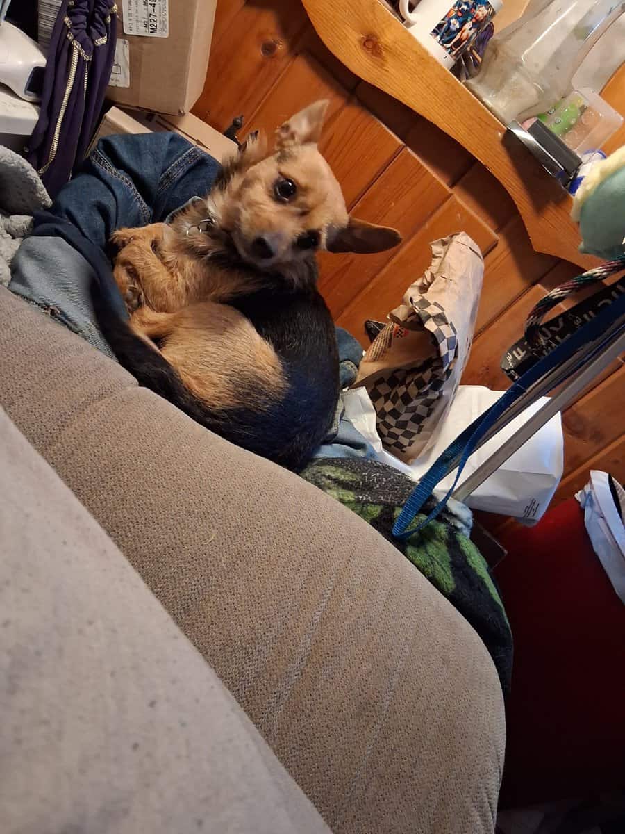 4 yr old female chorkie image 3