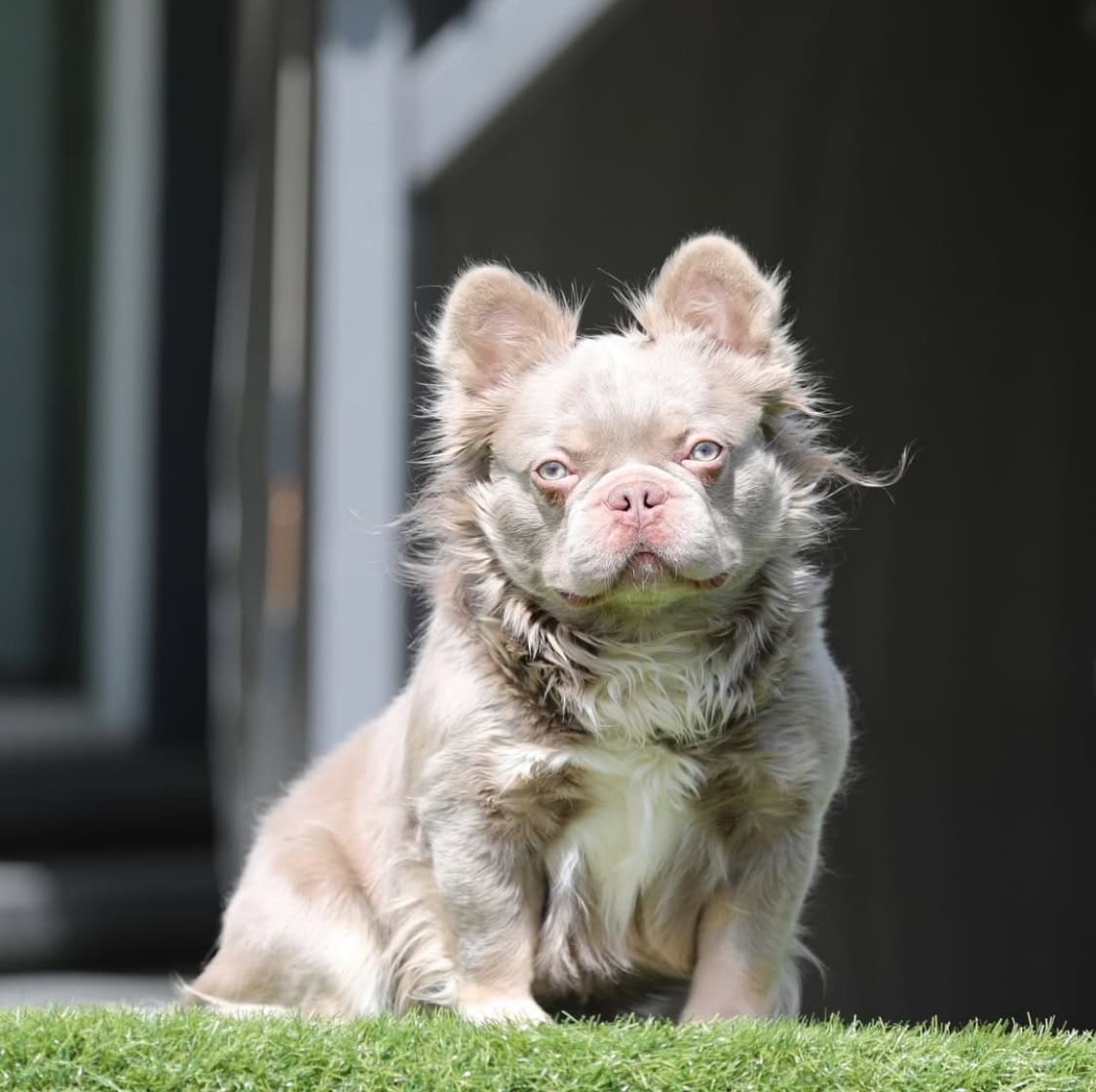 French Bulldog Stud image 2