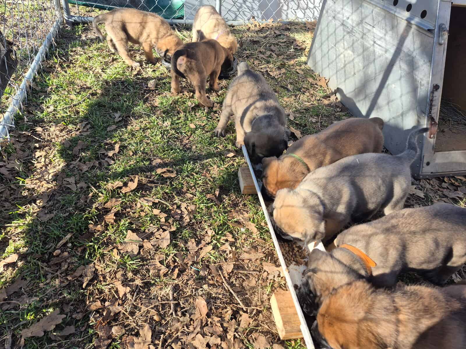 Mastiff image 15