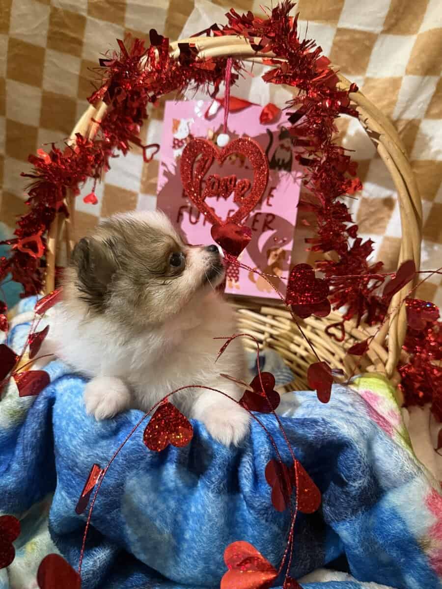 Pomeranian puppy image 3