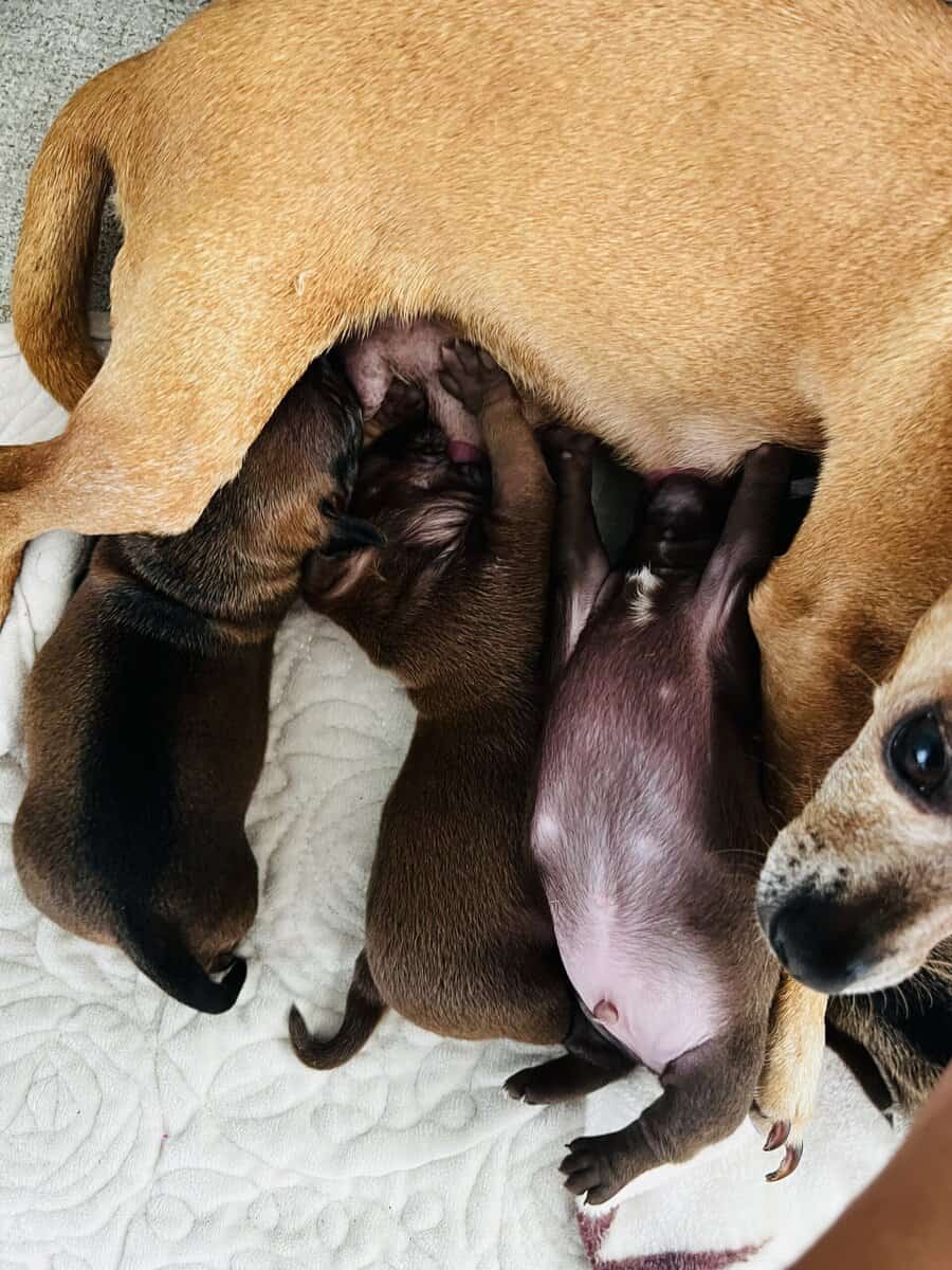 Chihuahuas image 17