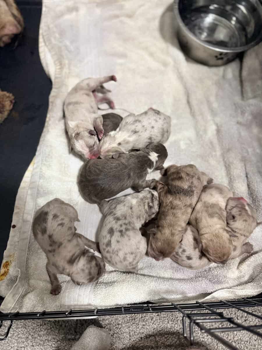 Exotic APB x XL Bully Puppies image 4