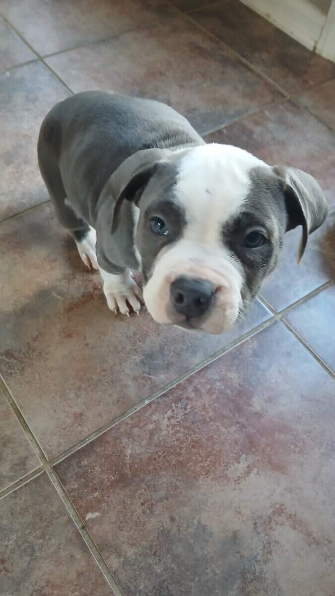 Pure Blue Pitbulls image 3