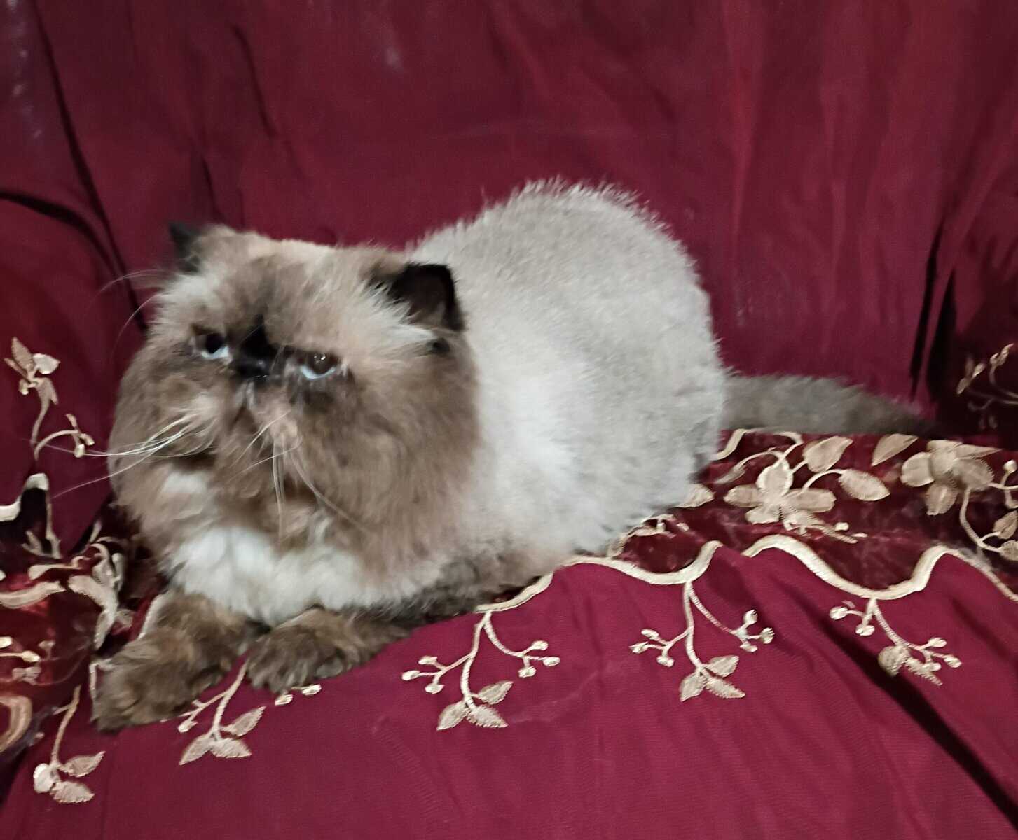 Persian cat image 1