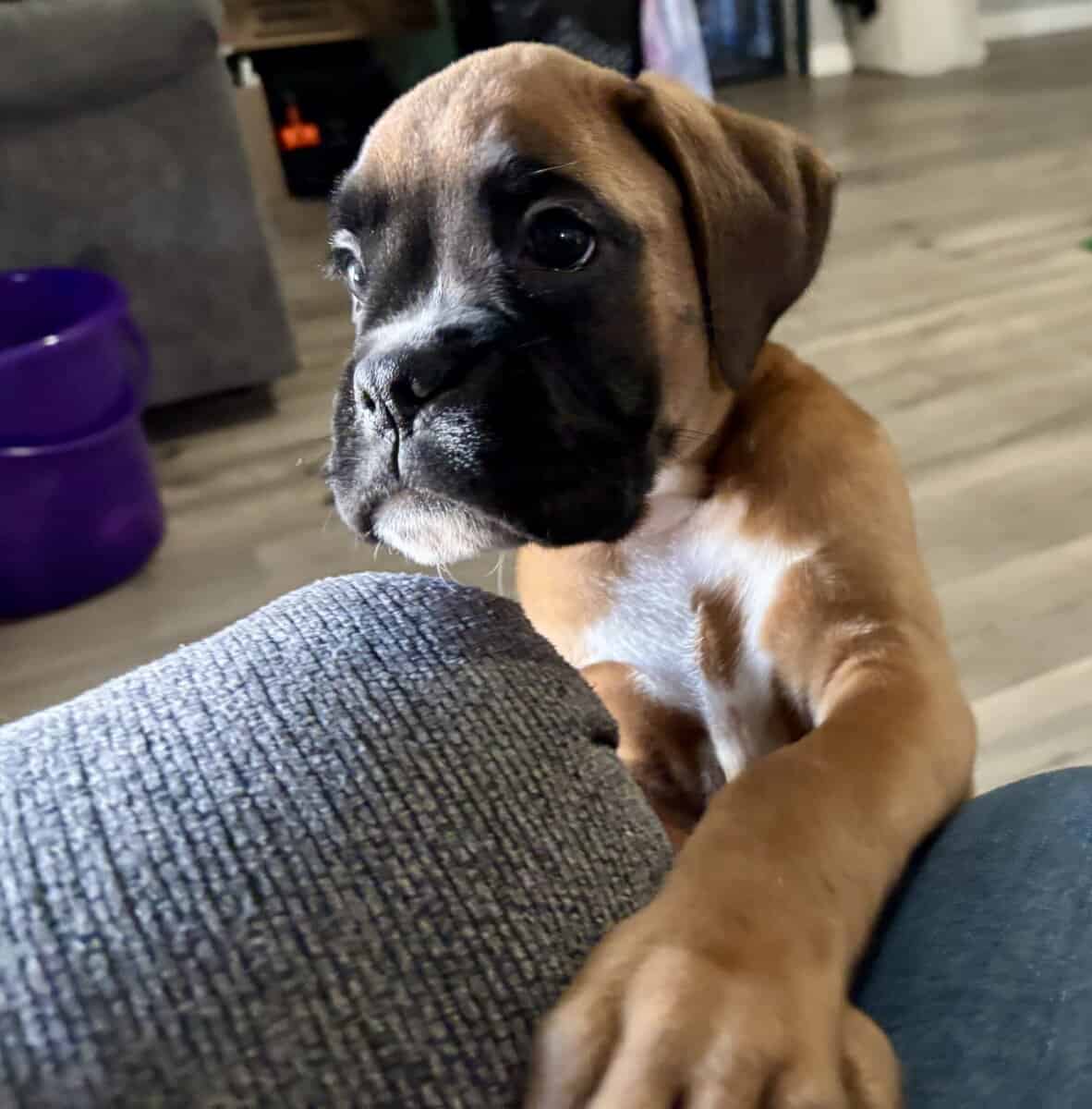 AKC BOXER PUPPY image 7