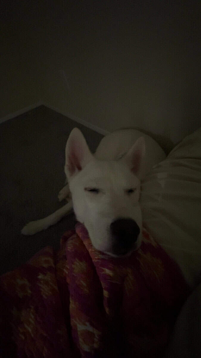 Rehoming our husky storm image 6
