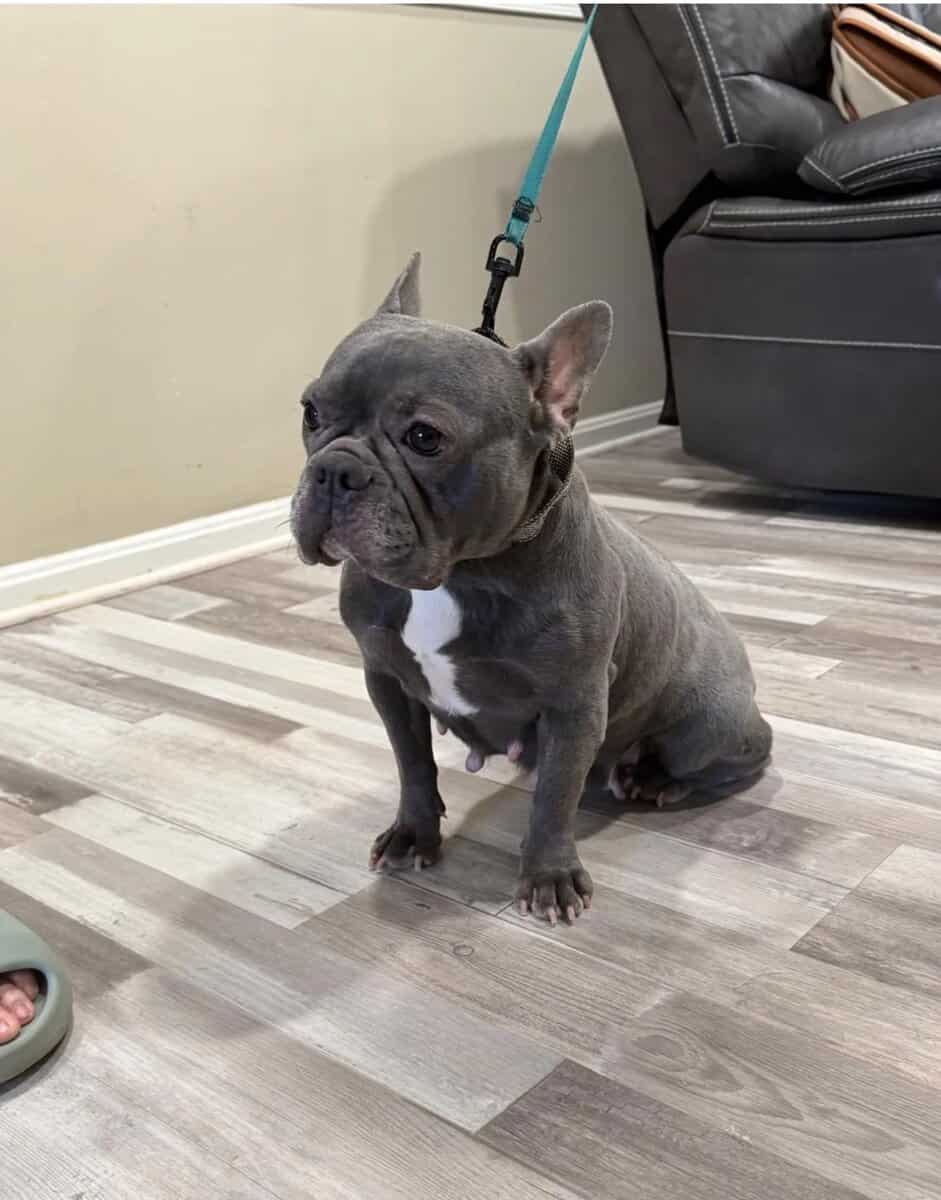 Loving 4-Year-Old French Bulldog – Raven – VA image 1