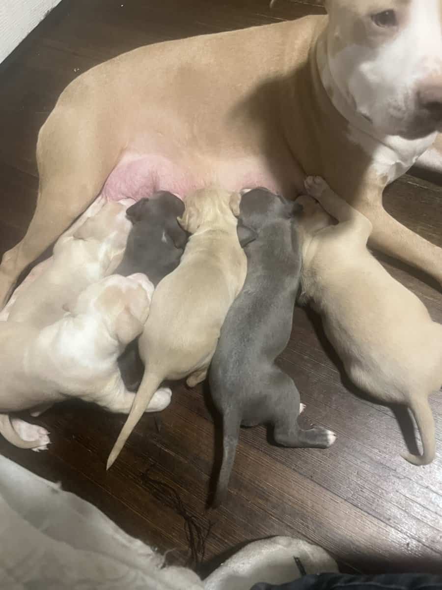 Pit bull puppies image 8
